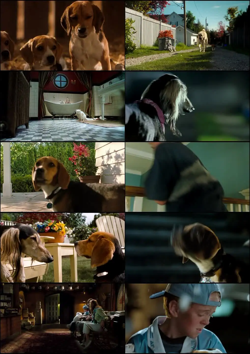 Cats & Dogs Screenshot 1
